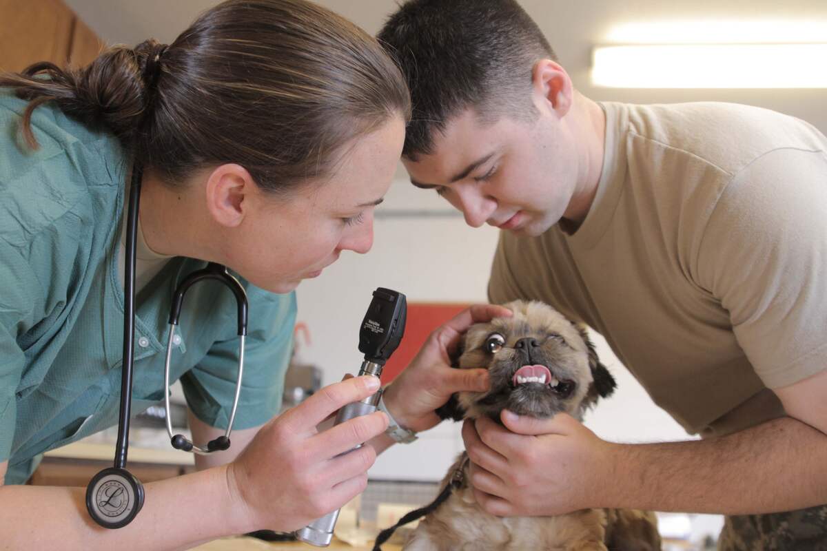 The Veterinary Television Shows