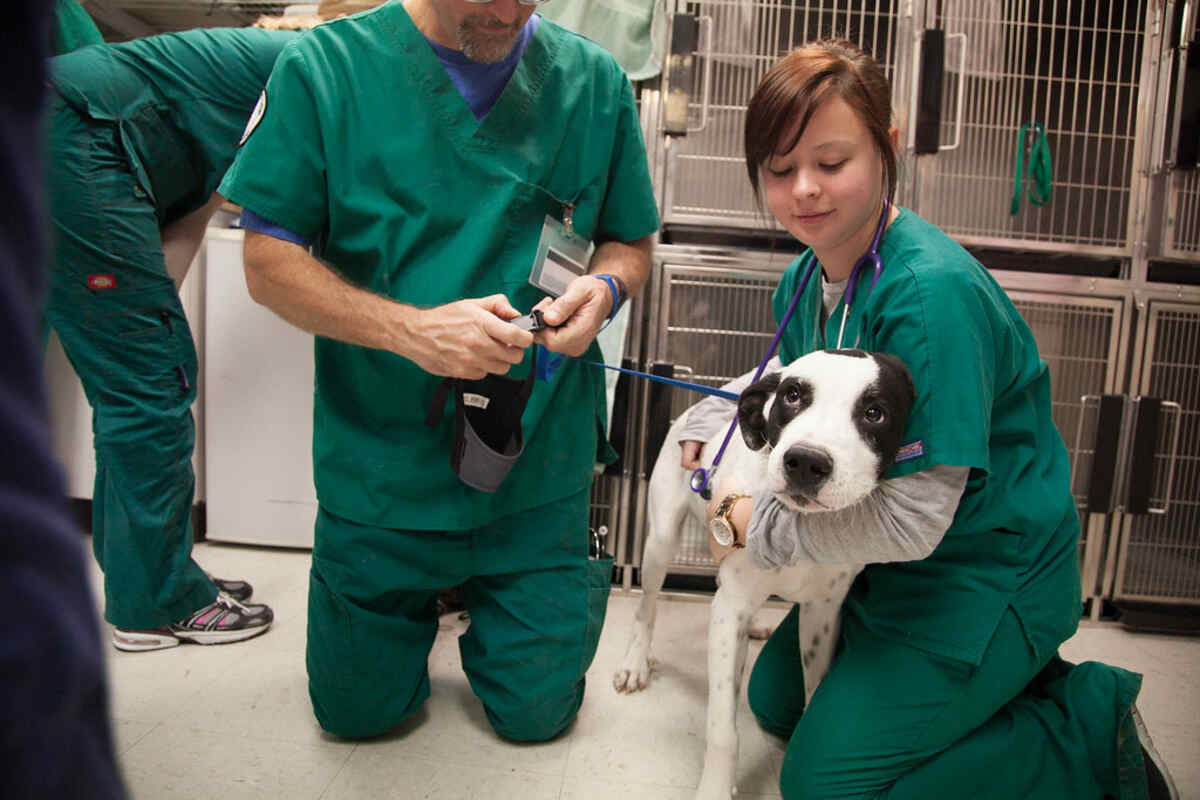 Veterinary Television Shows