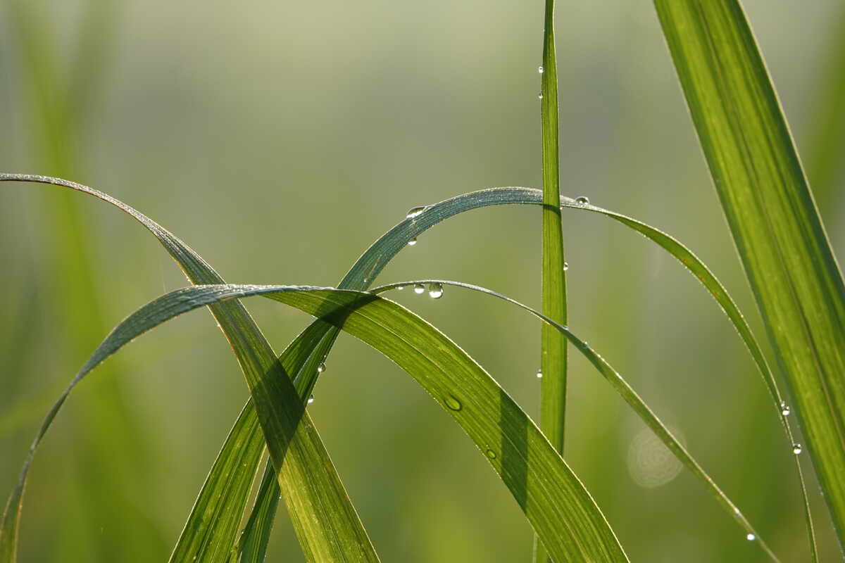 Juncus Repens Aquatic Farmer Tissue Culture